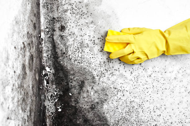 Best Toxic Mold Removal  in Lynden, WA