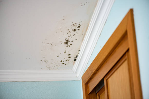 Best Certified Mold Removal  in Lynden, WA