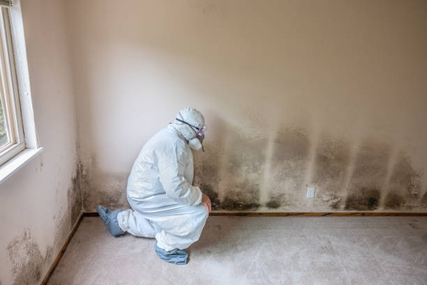 Professional Mold Removal in Lynden, WA