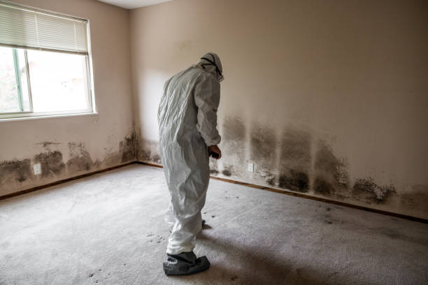 Best Black Mold Removal  in Lynden, WA