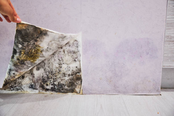 Water Damage Restoration in Lynden, WA